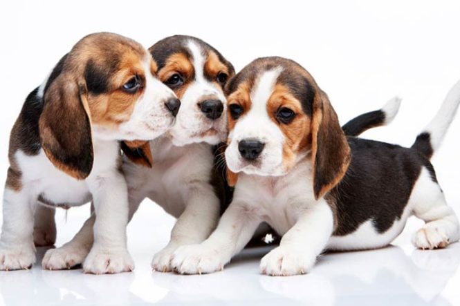 http://akc.org/wp-content/uploads/2015/10/Beagle-Puppies.jpg